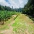  Land for sale in Ahuazotepec, Puebla, Ahuazotepec
