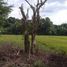  Land for sale in Dinalupihan, Central Luzon, Dinalupihan