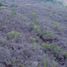  Terreno (Parcela) en venta en Suchiapa, Chiapas, Suchiapa