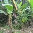  Land for sale in Selemadeg, Tabanan, Selemadeg