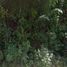  Land for sale in Tekom, Yucatan, Tekom