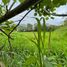  Land for sale in Vilcabamba Victoria, Loja, Vilcabamba Victoria, Loja, Loja