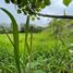  Land for sale in Vilcabamba Victoria, Loja, Vilcabamba Victoria, Loja, Loja