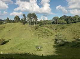 Terrain à vendre à Rionegro, Antioquia, Rionegro, Antioquia