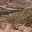  Land for sale in Guaymas, Sonora, Guaymas