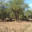  Land for sale in Allende, Nuevo Leon, Allende