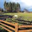  Land for sale in Nuble, Pemuco, Diguillin, Nuble