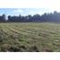  Land for sale in Nuble, Pemuco, Diguillin, Nuble