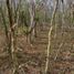  Terreno (Parcela) en venta en Dist Pochutla, Oaxaca, Dist Pochutla