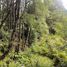  Terreno (Parcela) en venta en Araucanía, Pucón, Cautín, Araucanía