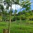 Terrain à vendre à Santa Rosa De Cabal, Risaralda, Santa Rosa De Cabal
