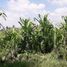  Land for sale in Sukawati, Gianyar, Sukawati