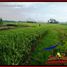  Land for sale in Tabanan, Bali, Tabanan, Tabanan