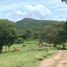  Land for sale in Cocle, Cocle, Penonome, Cocle