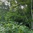 Terrain à vendre à Othon P Blanco, Quintana Roo, Othon P Blanco