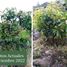  Land for sale in Morelia, Michoacan, Morelia