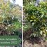  Land for sale in Morelia, Michoacan, Morelia