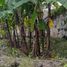  Terreno (Parcela) en venta en Ngaglik, Yogyakarta, Ngaglik