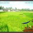  Terrain for sale in Tegallalang, Gianyar, Tegallalang