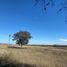  Land for sale in Linares, Nuevo Leon, Linares