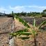  Land for sale in Surabaya East Jawa, Lakarsantri, Surabaya, East Jawa