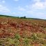  Land for sale in Hopelchen, Campeche, Hopelchen