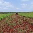  Land for sale in Hopelchen, Campeche, Hopelchen