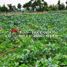  Grundstück zu verkaufen in Lembang, West Jawa, Lembang, Bandung, West Jawa, Indonesien