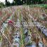  Grundstück zu verkaufen in Lembang, West Jawa, Lembang, Bandung, West Jawa, Indonesien