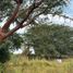 Land for sale in Cuauhtemoc, Colima, Cuauhtemoc