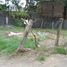  Land for rent in Chilpancingo De Los Bravo Guerrero, Chilpancingo De Los Bravo