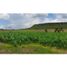  Land for sale in Tenamaxtlan, Jalisco, Tenamaxtlan