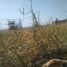  Land for sale in Atenco, Mexico, Atenco