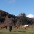  Land for sale in Araucania, Villarrica, Cautin, Araucania