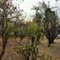  Terreno (Parcela) en venta en San Jode de Maipo, Cordillera, San Jode de Maipo