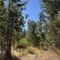  Terreno (Parcela) en venta en Maule, Cauquenes, Cauquenes, Maule