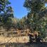  Terreno (Parcela) en venta en Maule, Cauquenes, Cauquenes, Maule