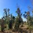  Terreno (Parcela) en venta en Maule, Cauquenes, Cauquenes, Maule