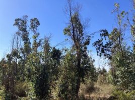  Terreno (Parcela) en venta en Maule, Cauquenes, Cauquenes, Maule