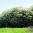  Terreno (Parcela) en venta en Chile, Entre Lagos, Osorno, Los Lagos, Chile
