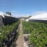  Terreno (Parcela) en venta en Atlixco, Puebla, Atlixco, Puebla