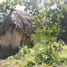  Terreno (Parcela) en venta en Dzitas, Yucatán, Dzitas