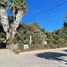  Land for rent in Culiacan, Sinaloa, Culiacan
