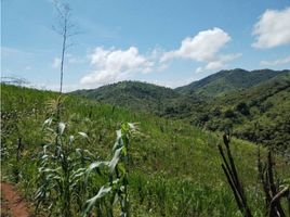  Terreno (Parcela) en venta en Veraguas, Soná, Soná, Veraguas