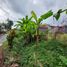  Land for sale in Prambanan, Klaten, Prambanan