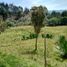  Land for sale in Girardota, Antioquia, Girardota