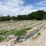  Land for sale in Parras, Coahuila, Parras