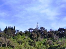  Land for sale in Rionegro, Antioquia, Rionegro