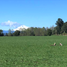  Land for sale in Chile, Rio Bueno, Ranco, Los Rios, Chile