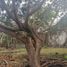  Land for sale in Cuernavaca, Morelos, Cuernavaca